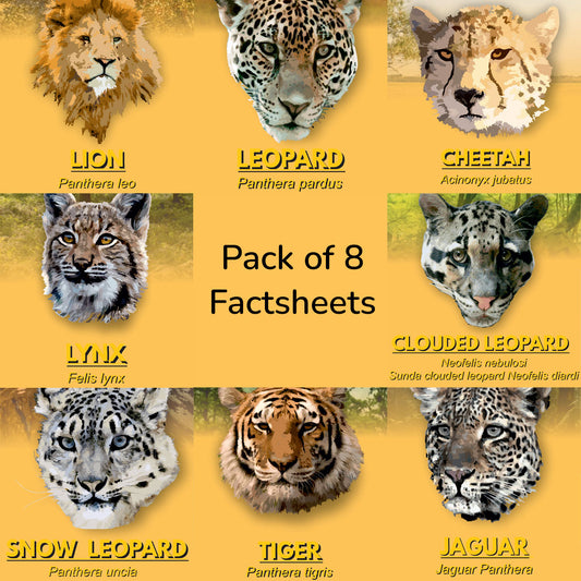 Pack of 8 Factsheets