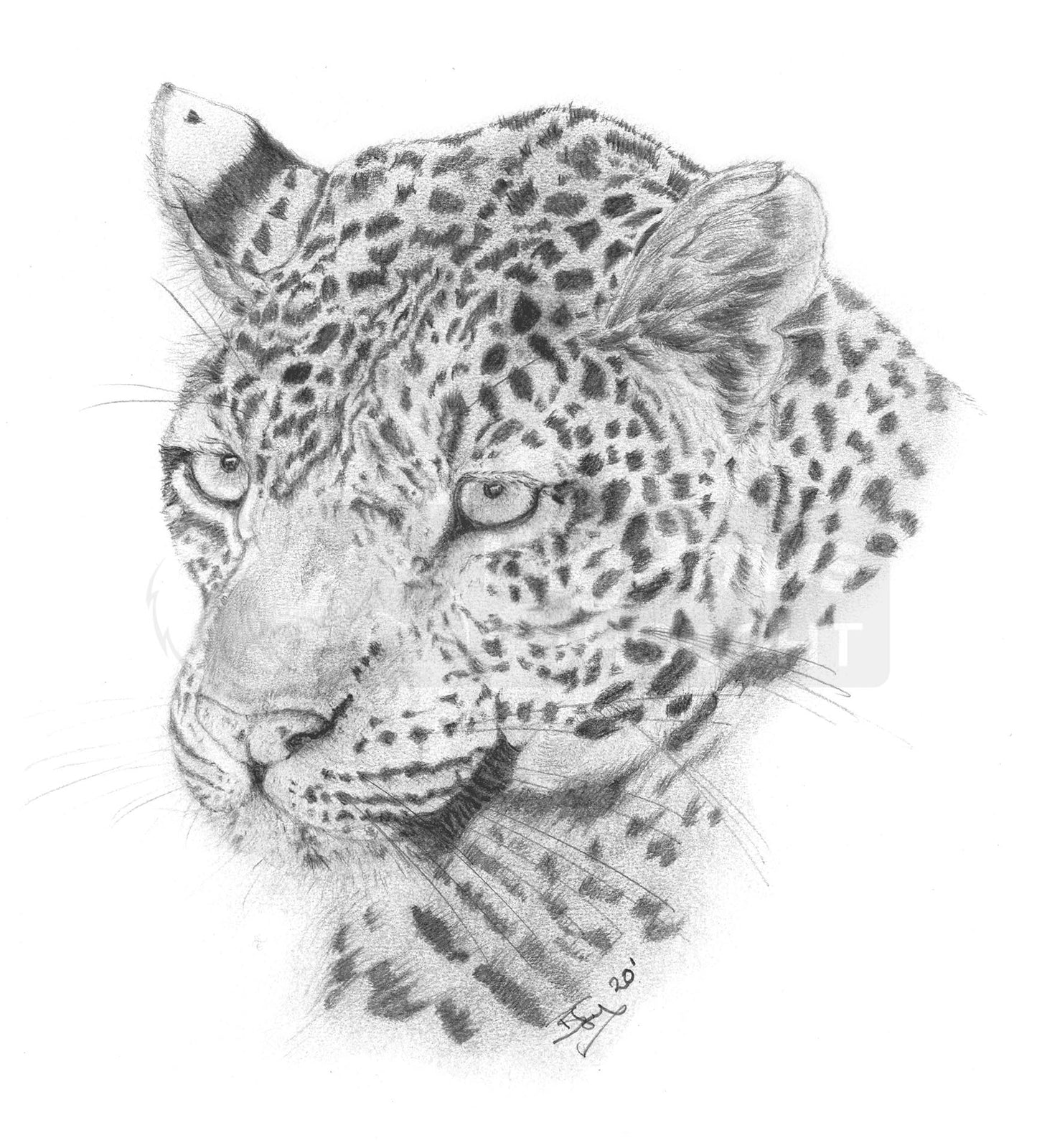 Leopard sketch