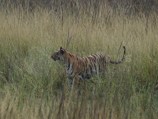 Tiger deep in the Grass