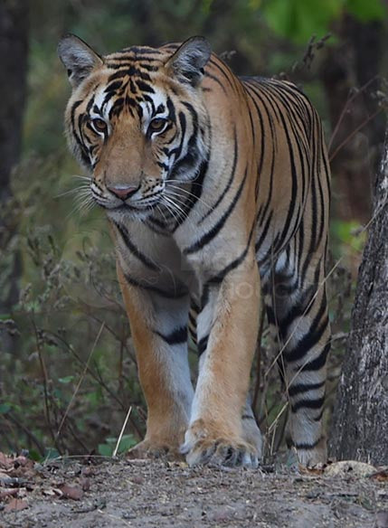 Tiger Close Up